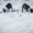 Pünktchen und Wilma schnuppern im Schnee